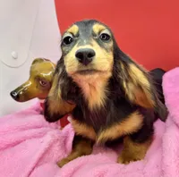 Tankilicious, a female Dachshund for sale in Oneonta, NY – Photo 2 of 10