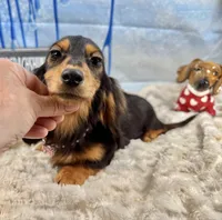 Tankilicious, a female Dachshund for sale in Oneonta, NY – Photo 1 of 10