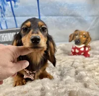 Tankilicious, a female Dachshund for sale in Oneonta, NY – Photo 9 of 10