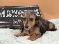 AKC Russian GCH MOM, a male Dachshund for sale in Oneonta, NY – 9 of 10