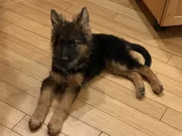 Import LH, a female German Shepherd Dog for sale in Oneonta, NY – 3 of 9