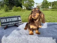 Russian akc, a male Miniature Dachshund for sale in Oneonta, NY – 4 of 8
