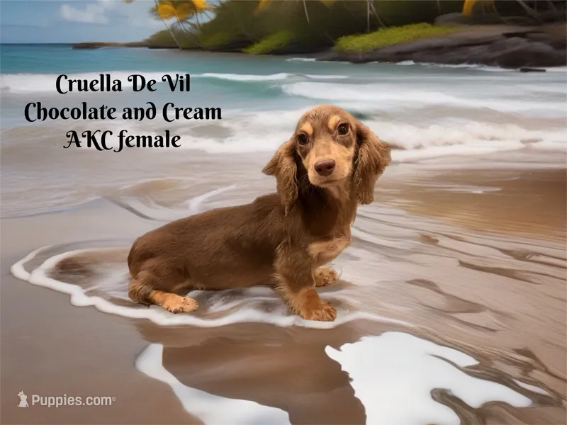 Choc & Cream AKC pra Clear – Miniature Dachshund puppy for sale in Oneonta, NY