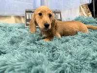 Dapple boy, a male Miniature Dachshund for sale in Oneonta, NY – 8 of 10