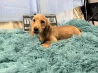 Dapple boy, a male Miniature Dachshund for sale in Oneonta, NY – 10 of 10