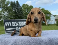 Smooth Brindle, a male Miniature Dachshund for sale in Oneonta, NY – 5 of 10
