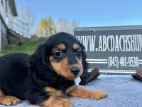 Russian, a male Miniature Dachshund for sale in Oneonta, NY – Photo 4 of 10