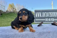 Russian, a male Miniature Dachshund for sale in Oneonta, NY – Photo 3 of 10