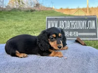 Russian, a male Miniature Dachshund for sale in Oneonta, NY – Photo 6 of 10