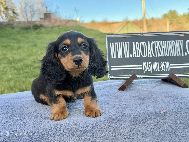 Russian – Miniature Dachshund puppy for sale in Oneonta, NY