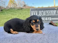 Russian, a male Miniature Dachshund for sale in Oneonta, NY – Photo 5 of 10