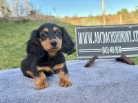 Russian, a male Miniature Dachshund for sale in Oneonta, NY – Photo 2 of 10