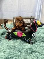 Champion bred Lh female russian, a female Miniature Dachshund for sale in Oneonta, NY – 9 of 10