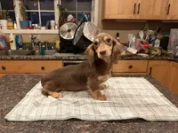 Choc & Cream AKC pra Clear, a female Miniature Dachshund for sale in Oneonta, NY – 4 of 8