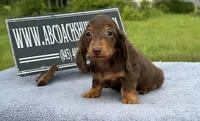 Ch Russian, a male Miniature Dachshund for sale in Oneonta, NY – 6 of 10