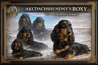 Ch Rus Dad, a male Miniature Dachshund for sale in Oneonta, NY – Photo 3 of 7