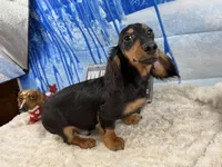 Ch Rus Dad, a male Miniature Dachshund for sale in Oneonta, NY – Photo 7 of 7