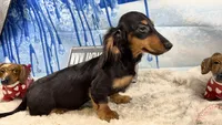 Ch Rus Dad, a male Miniature Dachshund for sale in Oneonta, NY – Photo 5 of 7