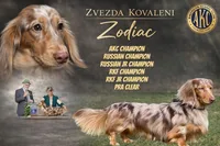 Ch Rus Dad, a male Miniature Dachshund for sale in Oneonta, NY – Photo 2 of 7