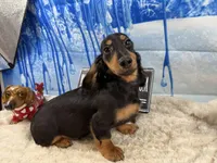 Ch Rus Dad, a male Miniature Dachshund for sale in Oneonta, NY – Photo 6 of 7
