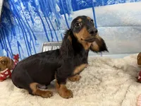 Ch Rus Dad, a male Miniature Dachshund for sale in Oneonta, NY – Photo 1 of 7