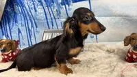 Ch Rus Dad, a male Miniature Dachshund for sale in Oneonta, NY – Photo 4 of 7