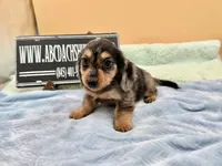 S.African , a male Miniature Dachshund for sale in Oneonta, NY – 4 of 10
