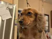 2 blue eyes russian, a male Miniature Dachshund for sale in Oneonta, NY – 6 of 10