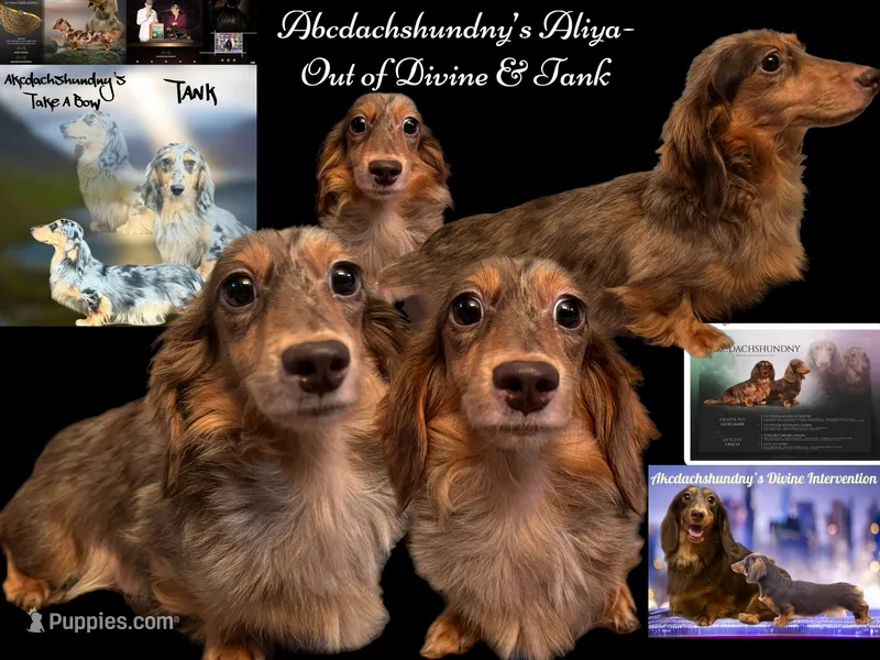 Full AKC import  champion – Miniature Dachshund puppy for sale in Oneonta, NY