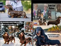 AKC PRA clear import, a male Miniature Dachshund for sale in Oneonta, NY – Photo 2 of 9