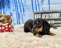 AKC PRA clear import, a male Miniature Dachshund for sale in Oneonta, NY – Photo 5 of 9