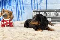 AKC PRA clear import, a male Miniature Dachshund for sale in Oneonta, NY – Photo 8 of 9