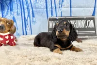 AKC PRA clear import, a male Miniature Dachshund for sale in Oneonta, NY – Photo 7 of 9