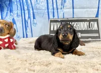 AKC PRA clear import, a male Miniature Dachshund for sale in Oneonta, NY – Photo 9 of 9