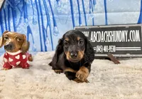 AKC PRA clear import, a male Miniature Dachshund for sale in Oneonta, NY – Photo 4 of 9