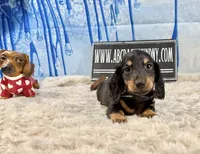 AKC PRA clear import, a male Miniature Dachshund for sale in Oneonta, NY – Photo 6 of 9