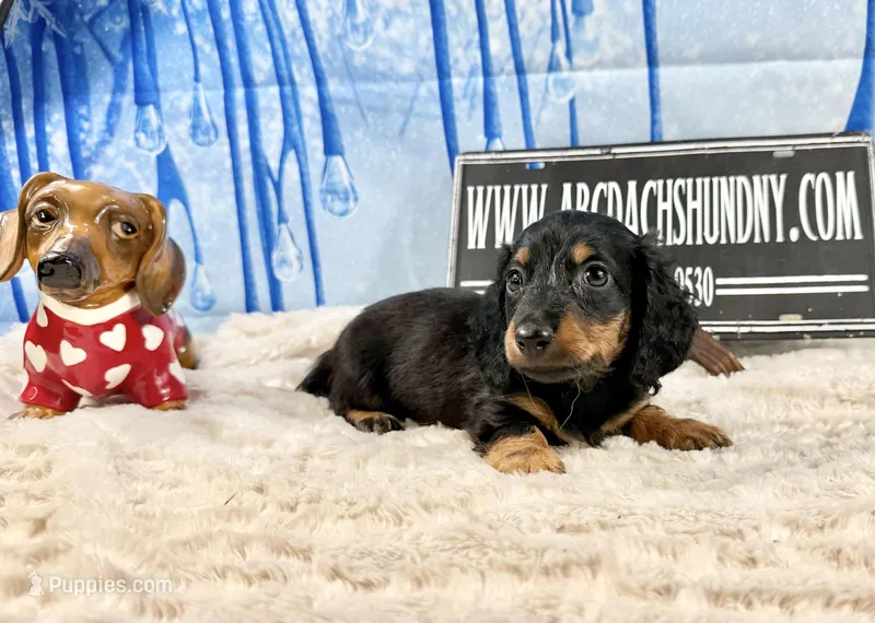 AKC PRA clear import