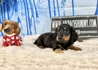 AKC PRA clear import, a male Miniature Dachshund for sale in Oneonta, NY – Photo 1 of 9