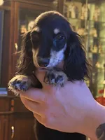 Ch import akc, a female Miniature Dachshund for sale in Oneonta, NY – 7 of 9