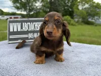 Ch Russian, a male Miniature Dachshund for sale in Oneonta, NY – 6 of 10