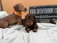 Russian AKC show line, a male Miniature Dachshund for sale in Oneonta, NY – 2 of 8