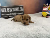 Smooth Brindle, a male Miniature Dachshund for sale in Oneonta, NY – Photo 4 of 8