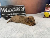 Smooth Brindle, a male Miniature Dachshund for sale in Oneonta, NY – Photo 7 of 8