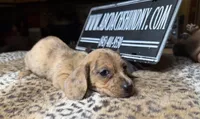 Smooth Brindle, a male Miniature Dachshund for sale in Oneonta, NY – Photo 6 of 6