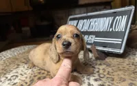 Smooth Brindle, a male Miniature Dachshund for sale in Oneonta, NY – Photo 5 of 6