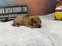 Smooth Brindle, a male Miniature Dachshund for sale in Oneonta, NY – Photo 3 of 8