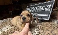 Smooth Brindle, a male Miniature Dachshund for sale in Oneonta, NY – Photo 1 of 6