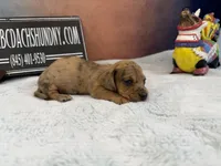 Smooth Brindle, a male Miniature Dachshund for sale in Oneonta, NY – Photo 2 of 8