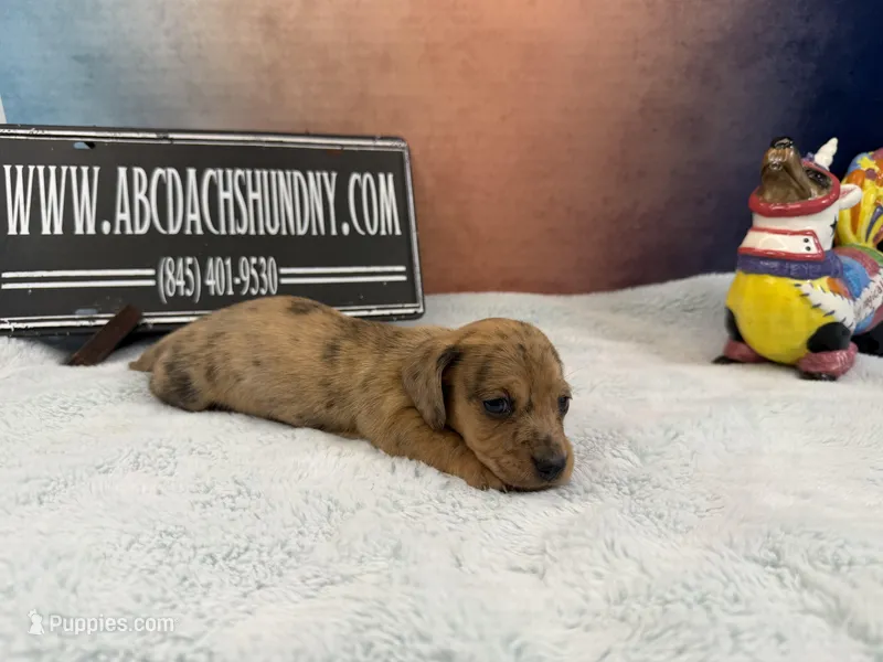 Smooth Brindle – Miniature Dachshund puppy for sale in Oneonta, NY