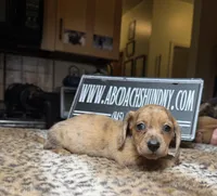 Smooth Brindle, a male Miniature Dachshund for sale in Oneonta, NY – Photo 3 of 6